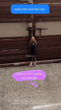 Cute beagle puppy 2 months to 5 Months