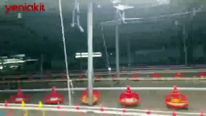 Düzce'de depremde çöken kümesteki binlerce civciv telef oldu