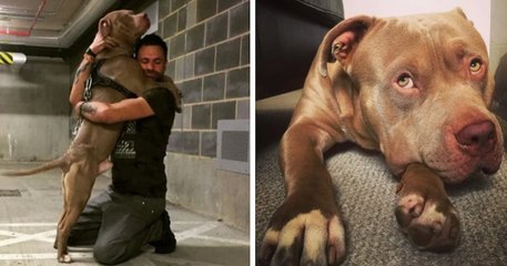 Angleterre : un homme retrouve son chien qui lui avait été volé lorsqu'il s'est effondré dans la rue