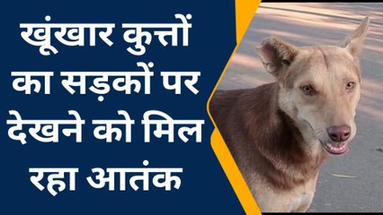 मेरठ: शहर की सड़कों पर ही नहीं सर्किट हाउस तक पर मंडरा रहा &#039;आवारा&#039; आतंक, देखिए खबर