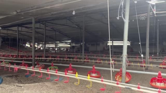 5,9 büyüklüğünde depremde tavuk çiftliğindeki binlerce civciv telef oldu