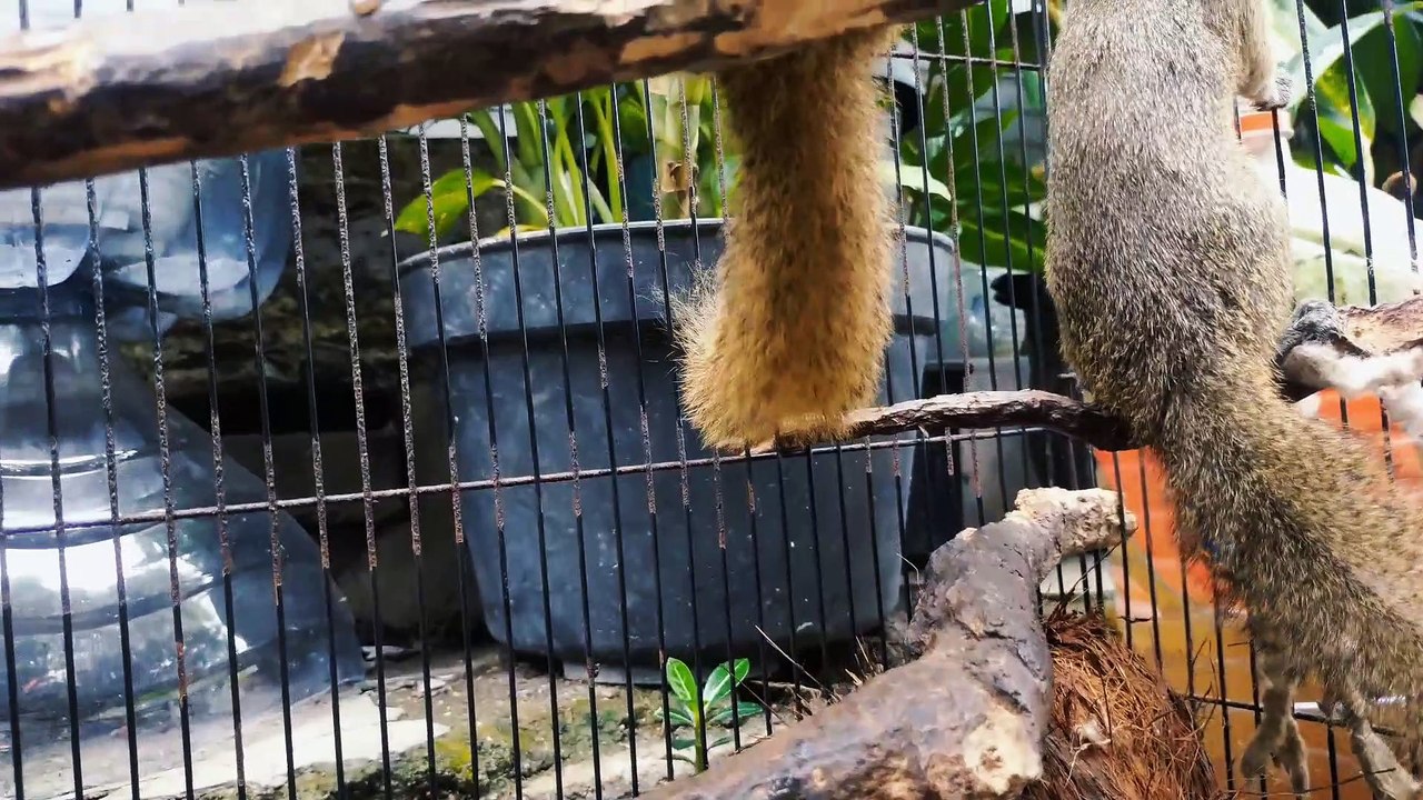 these two squirrels are enjoying the fruit in the sugar water