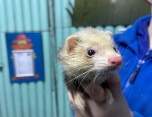 Psychic ferret Kenny makes prediction for England’s second World Cup game