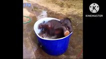 Elephant playing in water video, elephants spraying water