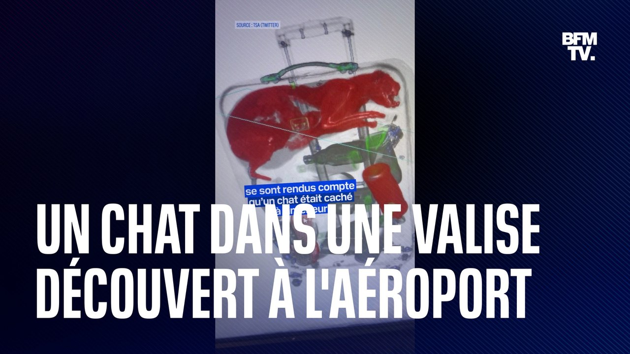 New York: un chat découvert dans une valise à l'aéroport lors d'un contrôle aux rayons X