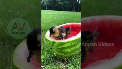 Cute Ducks | Funny Animals Videos compilation 04 | Amrah Videos | Funny Ducks Videos |