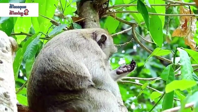 Synthesize scenes of mother monkeys giving birth to baby monkeys too hard