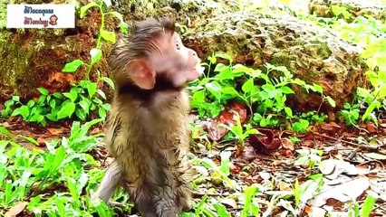 The poor baby monkey looked around while eating for fear of being robbed of its food