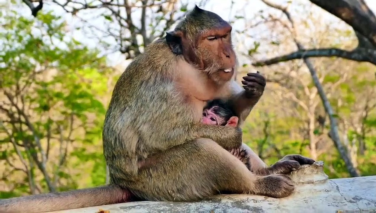 Welcome To New Member....Mama Monkey Just Given A Birth A Few Minutes