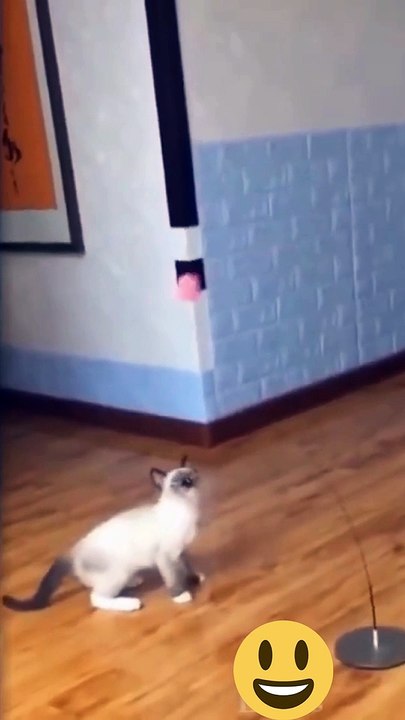 Funny cat compilation