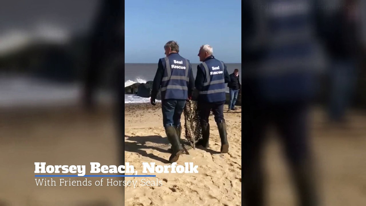 See a seal rescued by Friends of Horsey Seals in Norfolk