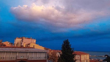 Tekirdağ'da korku filmlerini aratmayan görüntü! Binlerce karga gökyüzünü işgal etti