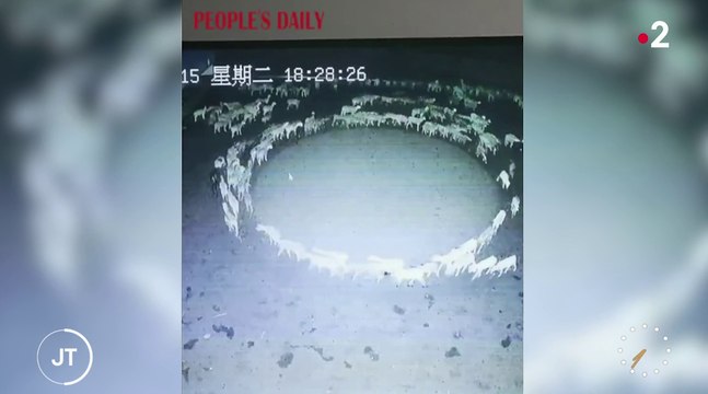 Zapping du 22/11 : Un troupeau de moutons tourne en rond inexplicablement sans arrêt depuis 12 jours