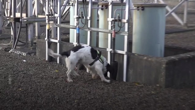 Trained sniffer dog trained can detect power faults deep underground