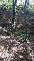 Cari jamur yang tumbuh di batang kayu di pinggir hutan