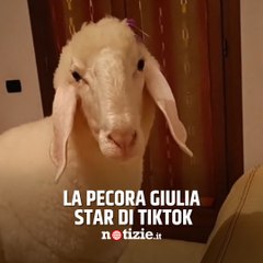 La pecora Giulia fa innamorare TikTok
