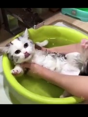 kompilasi anak kucing lucu