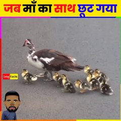 ll माँ तो माँ होती है ll   BEST MOTHER  WHO  LOVES  TO OTHER  CHILDREN