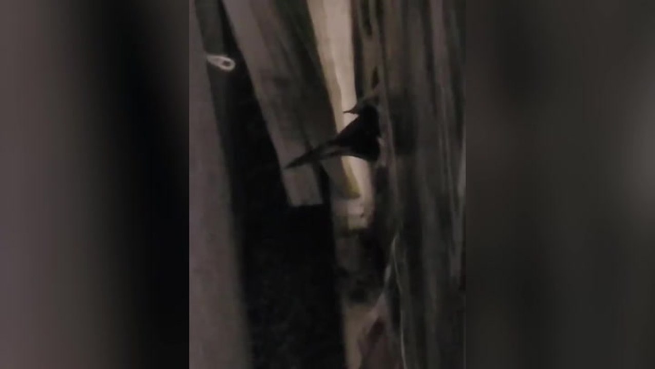 Birds peck through walls of council house in Canterbury after nesting in loft