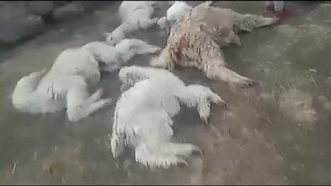 Mueren más de 25.000 alpacas en Perú por culpa del frío