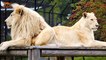 Sadness at death of sanctuary's white lion