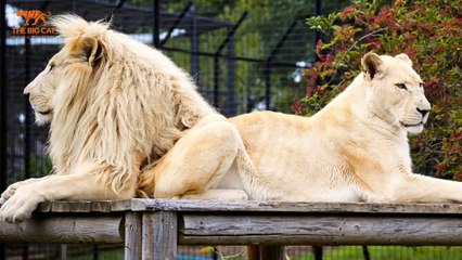 Sadness at death of sanctuary's white lion