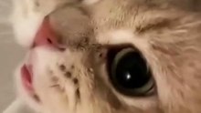 Funny Cats and Cute Cats, Cute cat #shorts