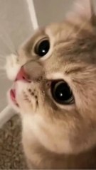 Funny Cats and Cute Cats, Cute cat #shorts