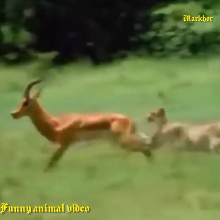funny videos-funny animals-funny animals videos-hindi dubbed - video  Dailymotion