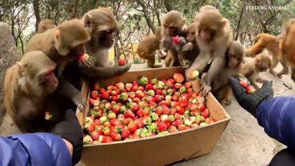 Lucky monkey ate fresh village strawberry __ Helping homeless people in street __ huminity