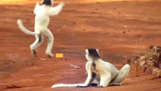 Monkey funny moment recorded on camera