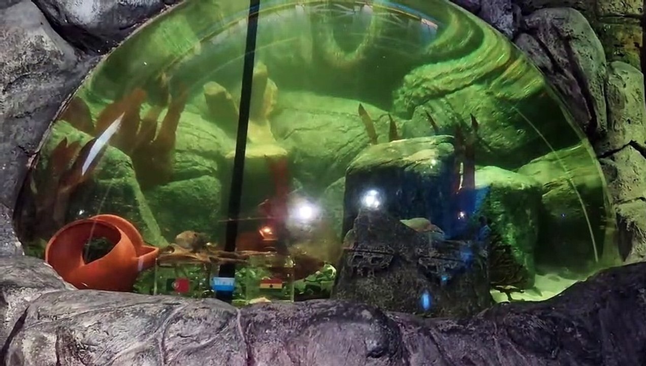 Portugal sairá vitorioso contra o Gana? Este polvo vidente diz que sim