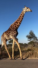 Majestic Giraffe Casually Strolls by Car