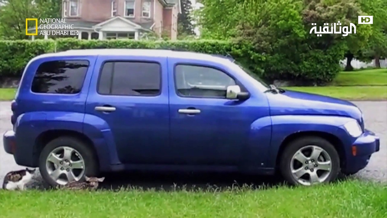 حيوانات باتت جامحة | صدقوا أو لا تصدقو
