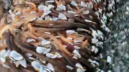 Tesouro é encontrado em praia no Reino Unido