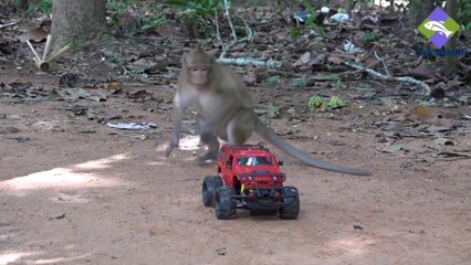 How To Make Fun With Monkeys - Everyday Monkey Funny Videos