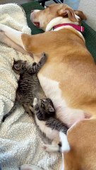 Ginger the Pitbull Is the Best Foster Mom to Kittens