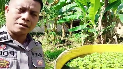 Bhabinkamtibmas Polres Kotabaru Mengembangkan Inovasi Menanam Tanaman Kacang Sacha Inchi (Superfood)
