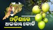 Special Story | Thailand berries cultivation in Ganjam
