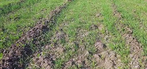 गेहूं के भावों में आया उछाल तो जिले में डेढ़ गुना बढ़ा रकबा