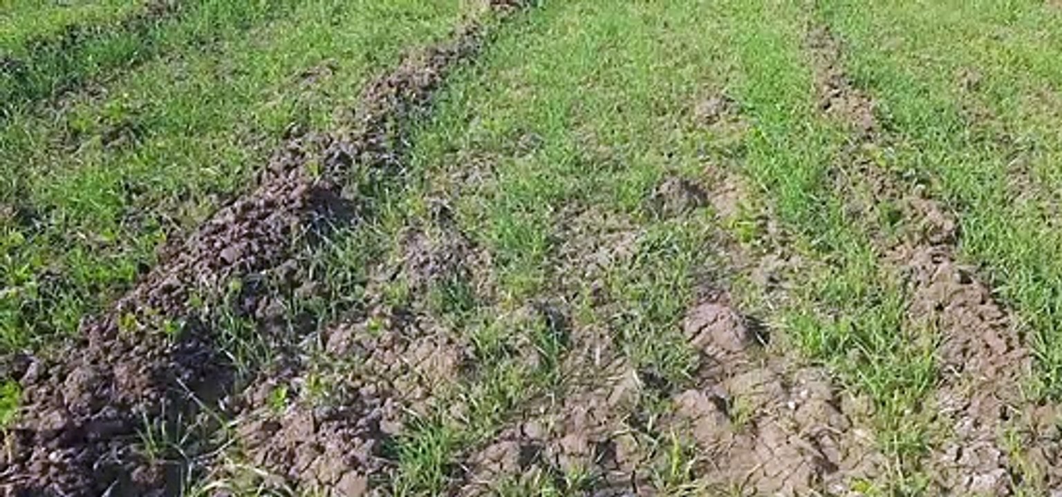 गेहूं के भावों में आया उछाल तो जिले में डेढ़ गु...