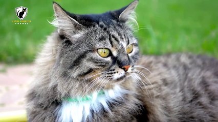 a collection of types of cats that are very cute