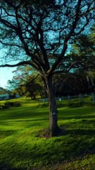 Sooo Chill. Trees and Sunsets. Drone view travel Sydney NSW Australia. Originally posted on youtube here https://youtube.com/shorts/6jD0H-FekNw