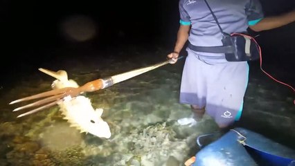 Nyuluh waktu air laut surut kering malam hari dan menombak ikan Grouper raksasa