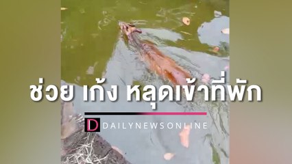 ประสาน ‘จนท.เขาใหญ่’ ช่วย ‘เก้ง’ หลุดเข้าที่พักกลับคืนสู่ป่า | HOTSHOT เดลินิวส์ 24/11/65