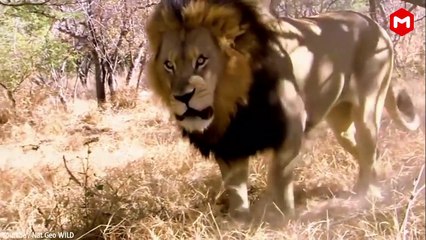 JANGAN DI TONTON !!! Kekalahan Singa Paling MENGERIKAN Yang Terekam Kamera.