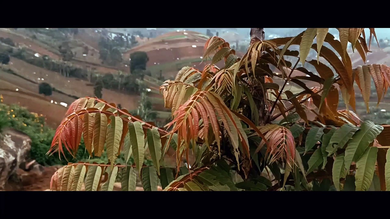 PLANTATION NATURE CINEMATICS 1080p