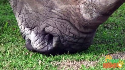 _ RHINOCEROS _ _ Animals For Kids _ All Things Animal TV_HD
