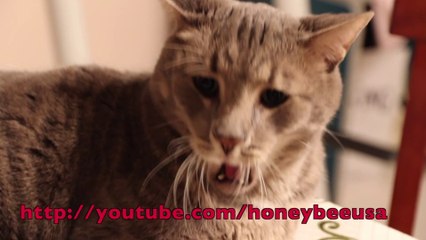 Old pictures of Native American Indians.