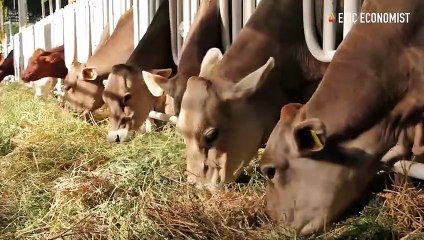 The US food supply chain is losing thousands of cattle as the global famine plan picks up speed.